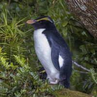 Fiordland Penguin